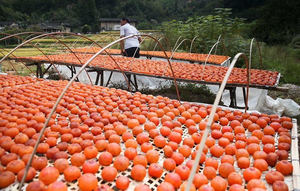 永定紅柿