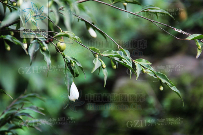 長管連蕊茶