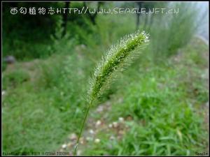 洋狗尾草屬植物