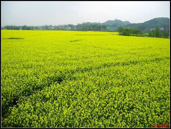 油菜花大觀園