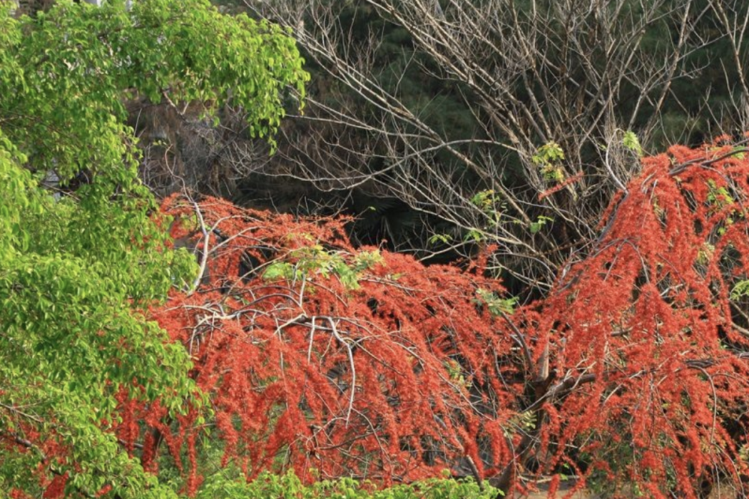 猴花樹