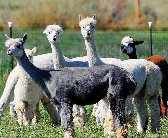 柳岸野生動物保護區