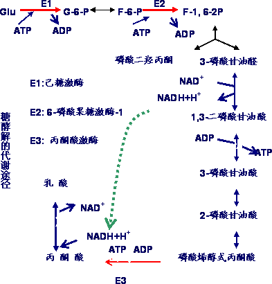 糖酵解途徑