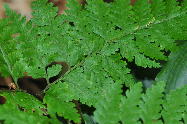 碗蕨(姬蕨科碗蕨屬植物)