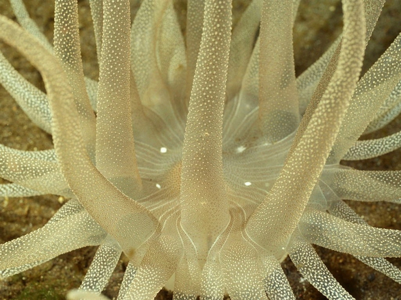 水生動物