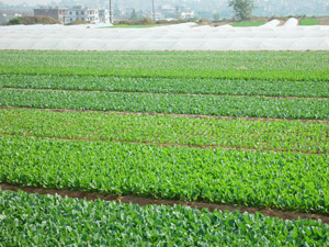 申港鎮蔬菜基地