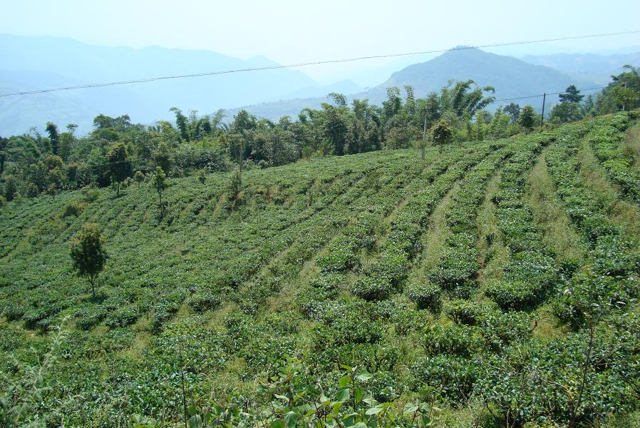 新谷村茶園