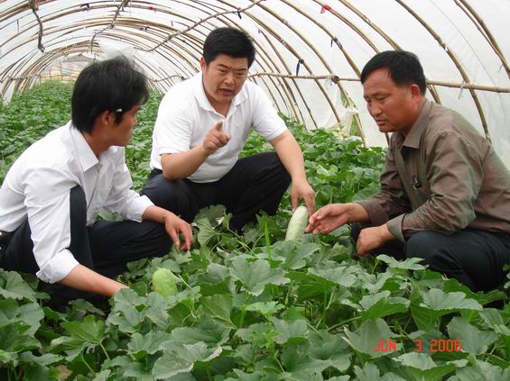 中間的是宗衛東同志，在為農民指導酥瓜生產