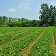 農科草莓種苗