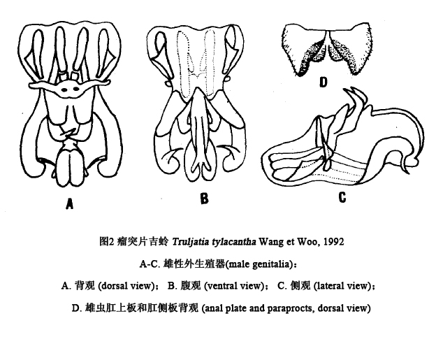 瘤突片蟋