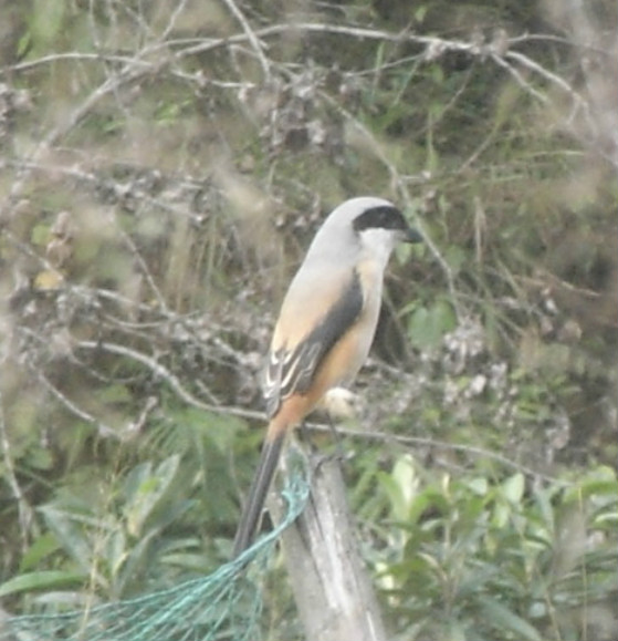 棕背伯勞鳥