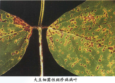 大豆細菌斑疹病