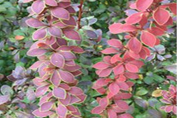 Berberis thunbergii f. atropurpurea \x27Golden Ring\x27