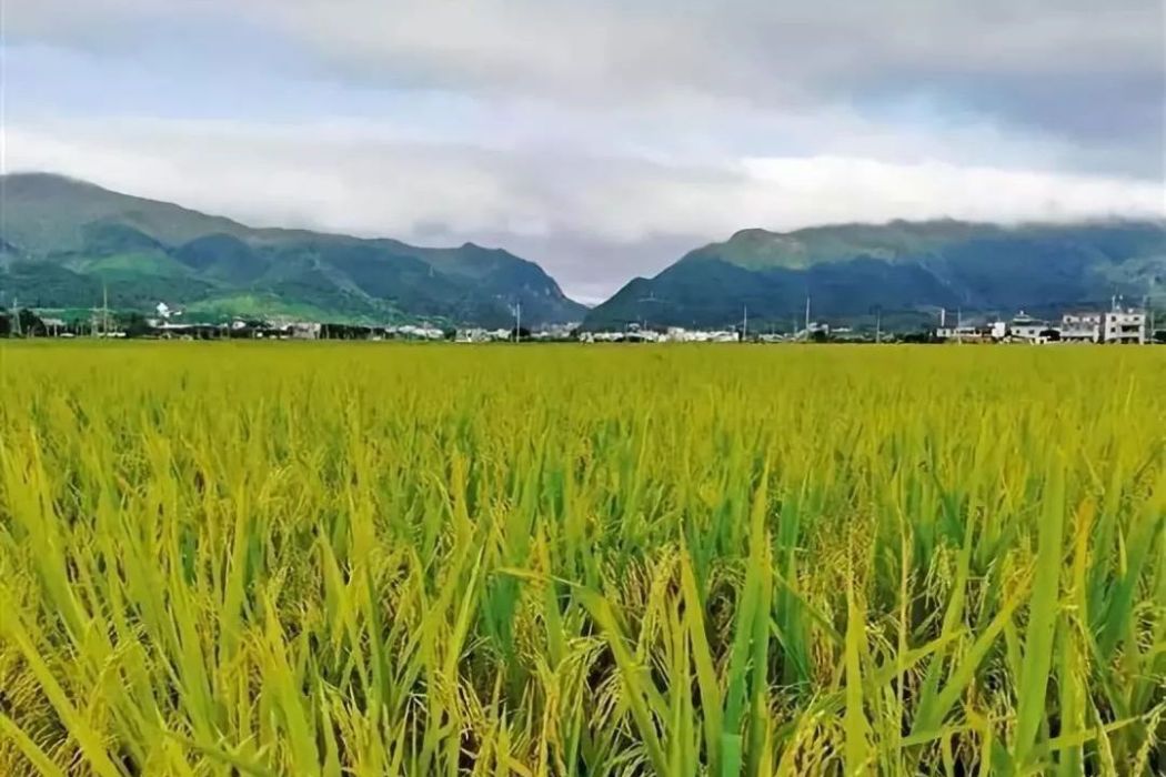 梅州市絲苗米產業園