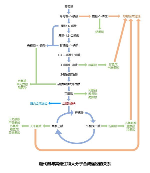 食物代謝反應