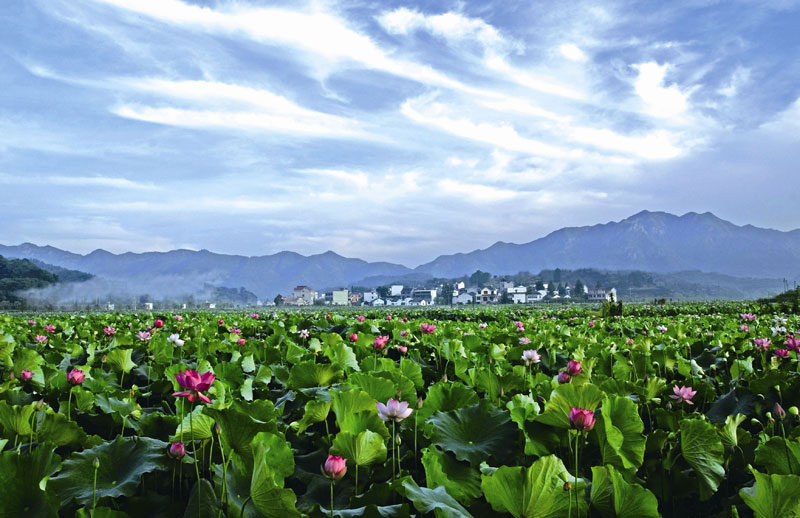 荷花村(安徽省寧國市中溪鎮荷花村)