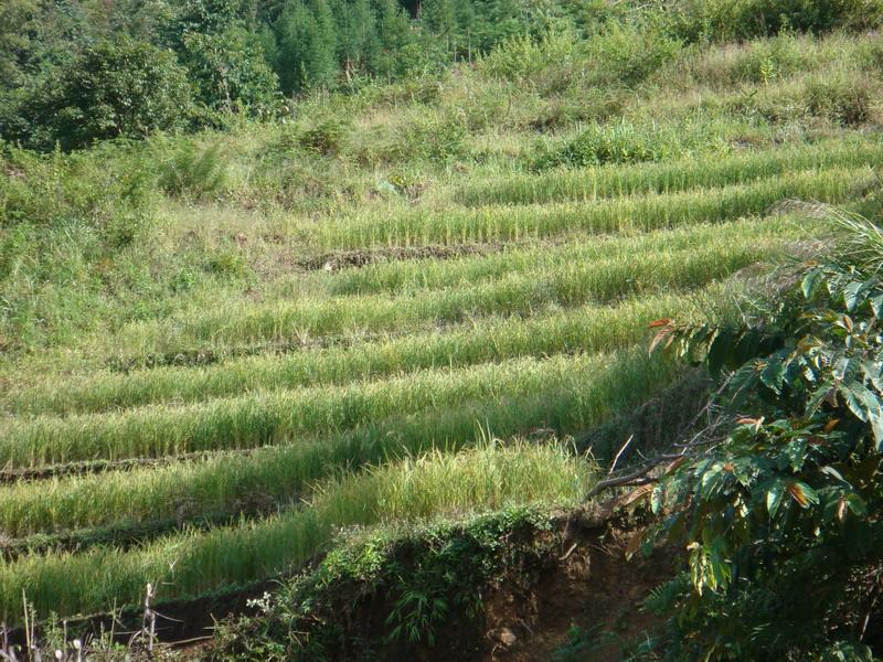 彎崗公路寨自然村