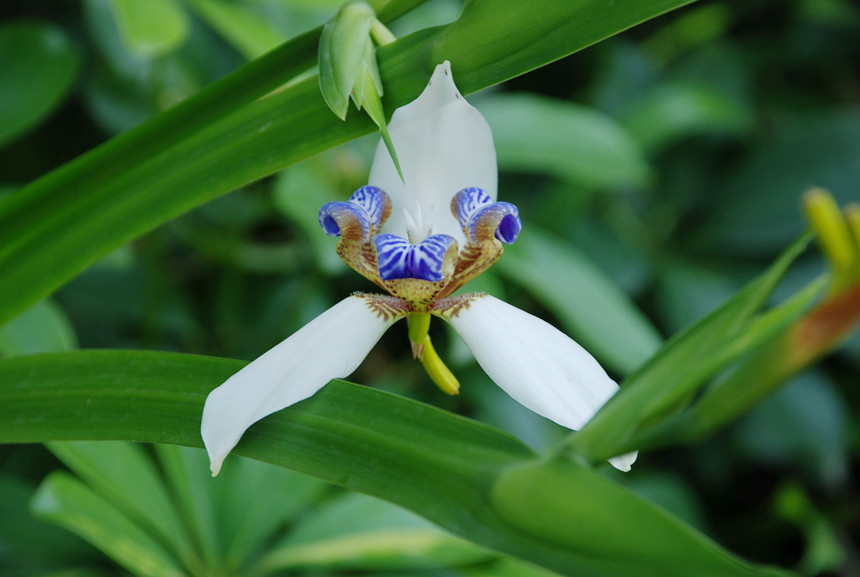 梅蘭竹菊(文化象徵)