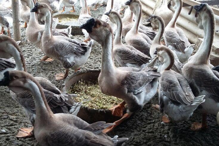 汕頭市澄海區獅頭鵝產業園