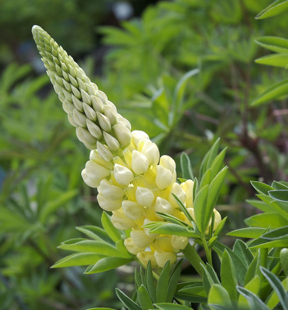 黃花羽扁豆