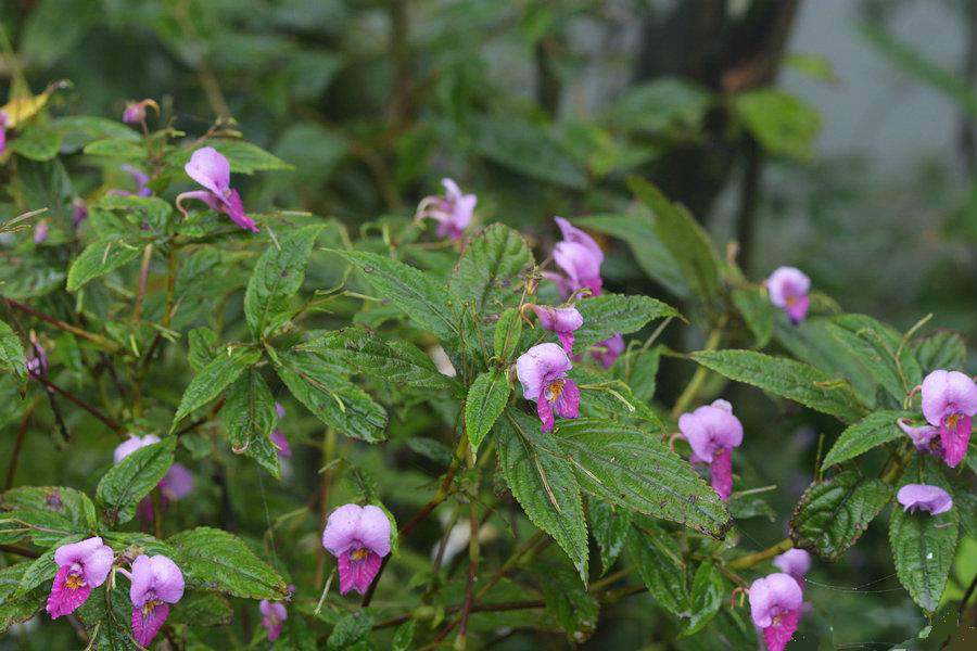 華麗鳳仙花