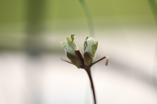 苞芽