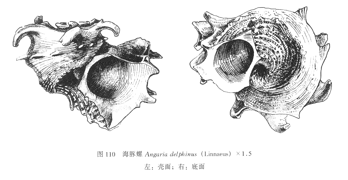 海豚螺