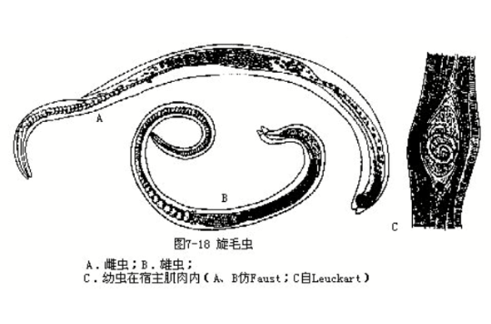 異吻鉤蟲屬