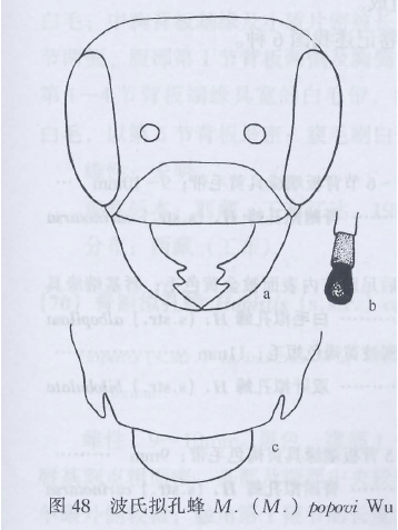 波氏擬孔蜂