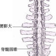 腰膨大