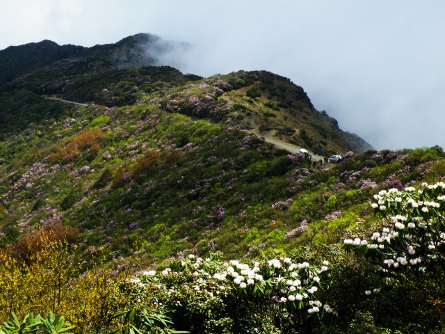 龍肘山