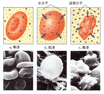 等滲濃度