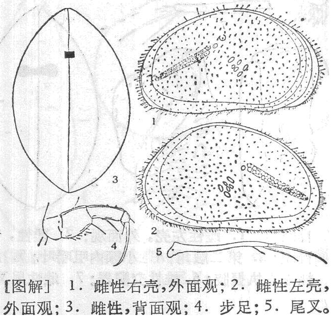 青春腺狀介蟲