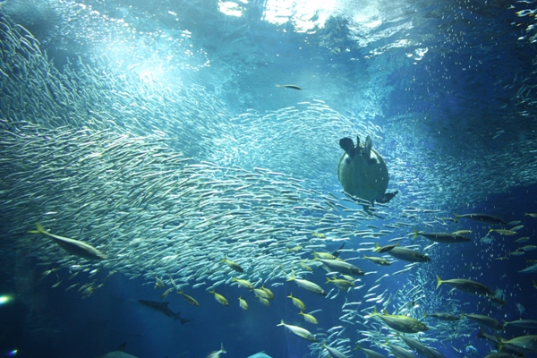 大洗町水族館