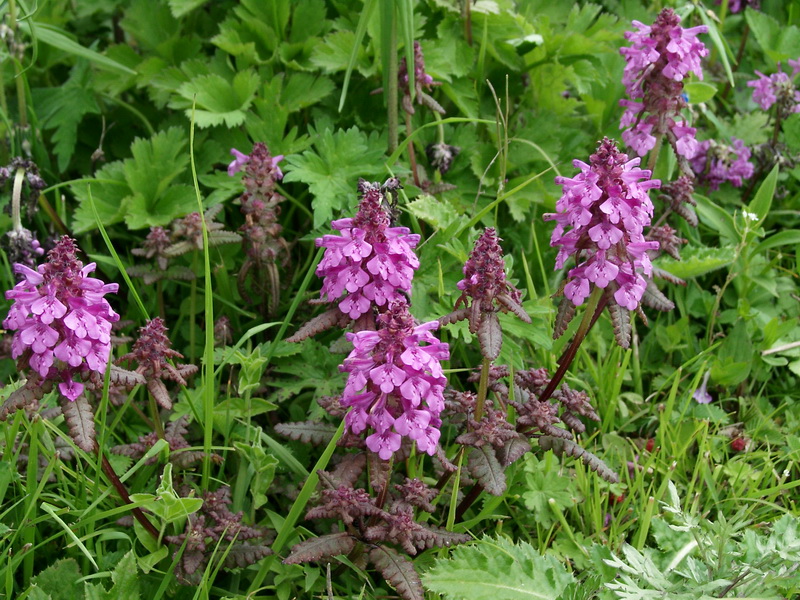 華麗系(馬先蒿屬·華麗系)