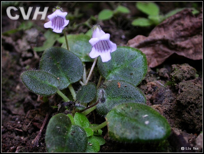 盾葉苣苔屬