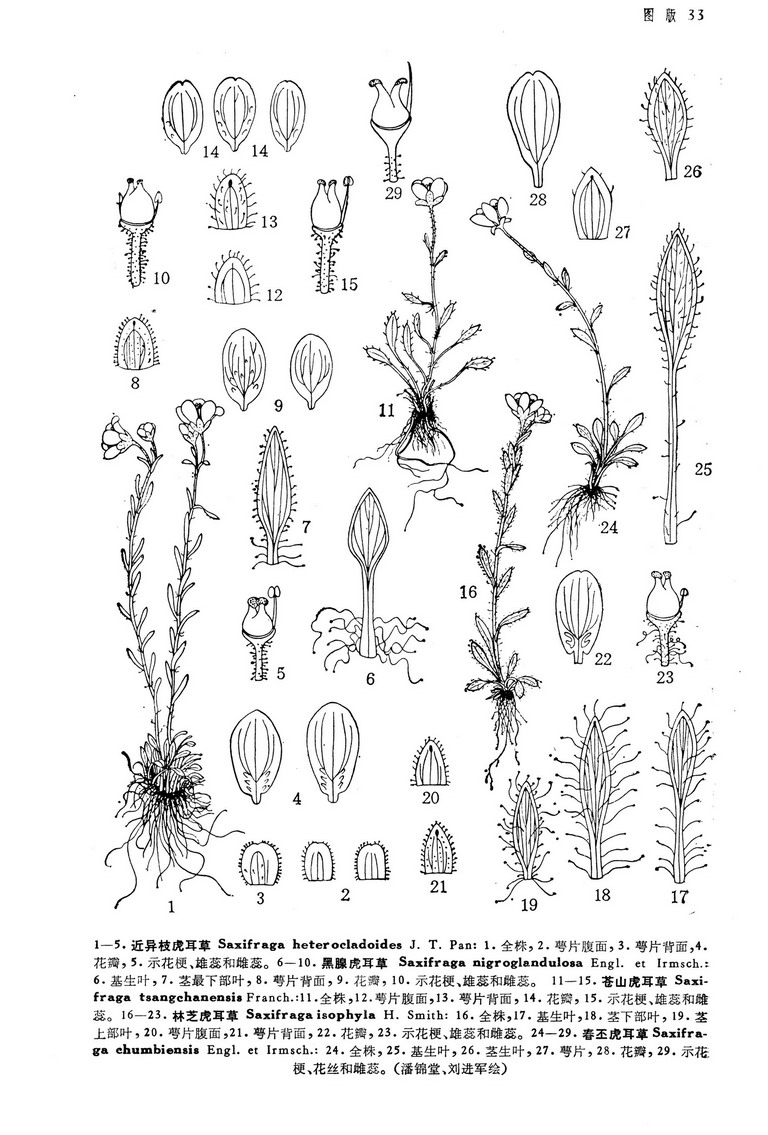 林芝虎耳草