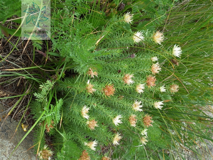 金釧草