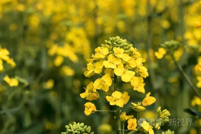 浙雜903(GPD油菜(2018)340073的十字花科芸薹屬植物)