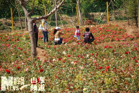 中華月季園