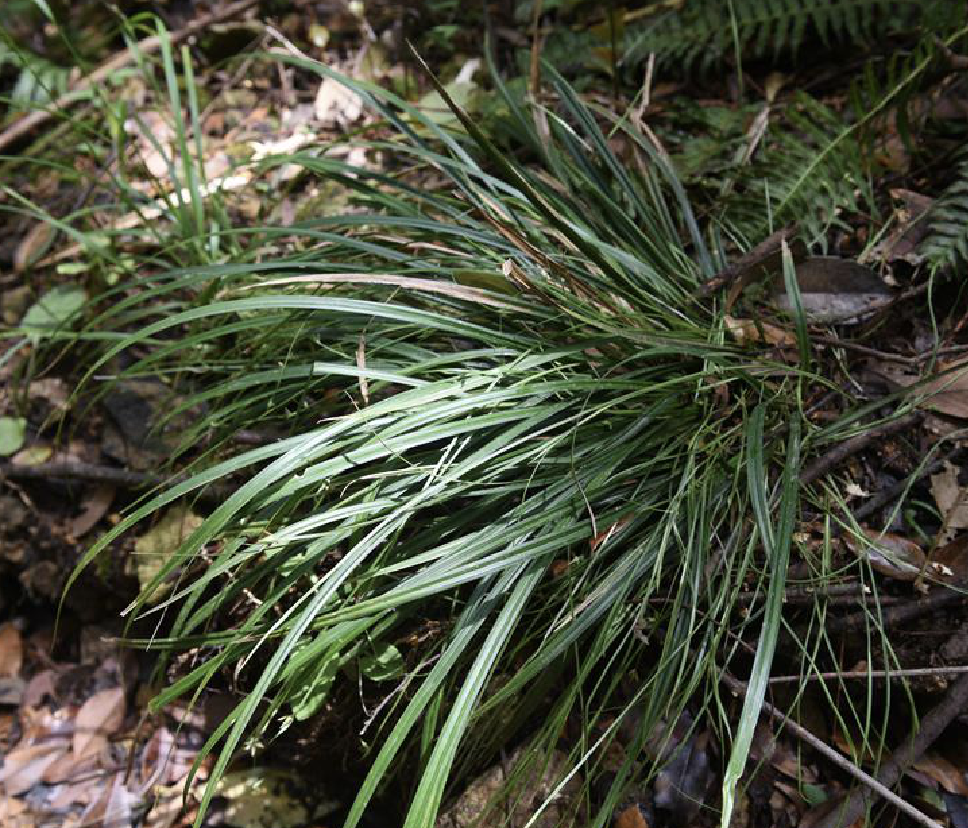 阿里山薹草