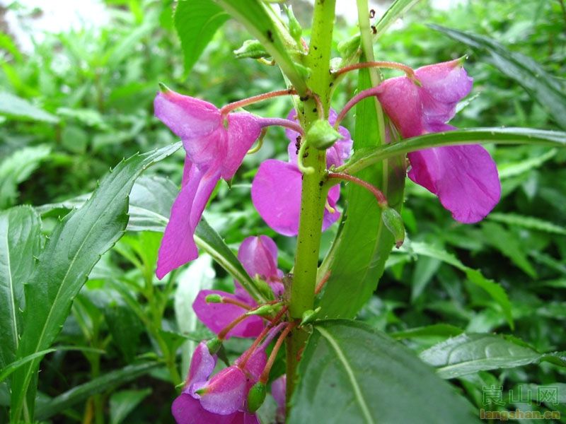 盾萼鳳仙花