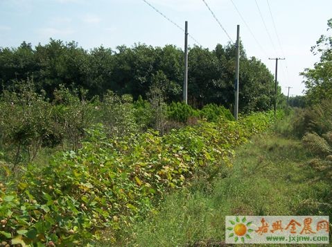 曹家村(貴州省畢節市放珠鎮曹家村)