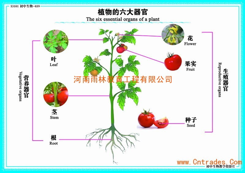 觀賞囂官