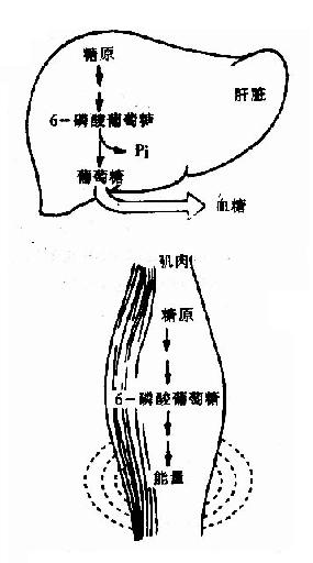 糖原