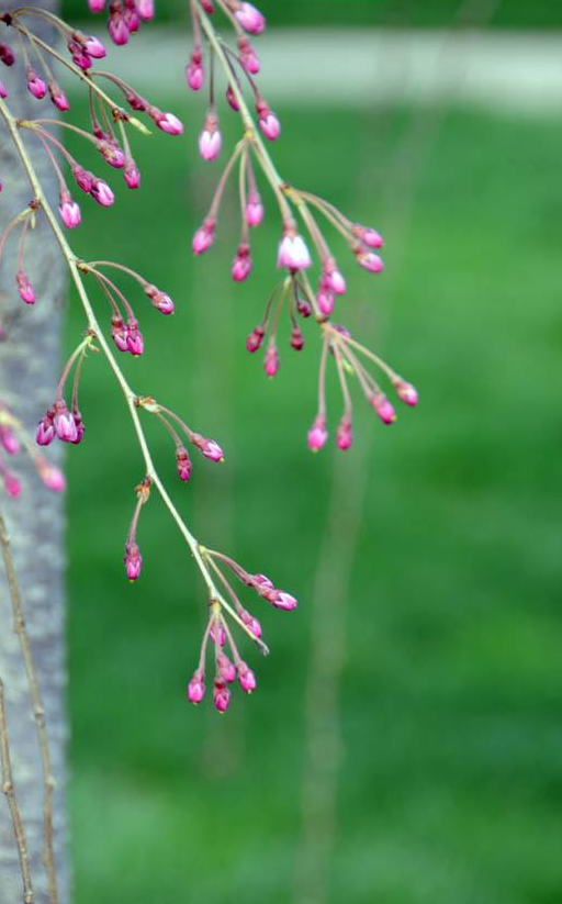 小葉長花柳（變種）