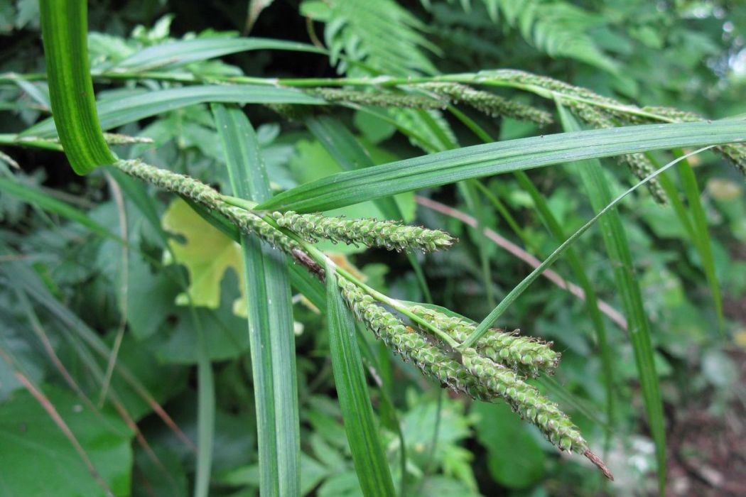 川西北薹草（亞種）