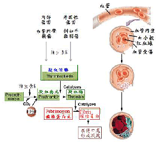 維生素K凝血作用