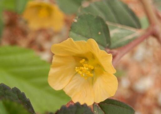 棒果黃花棯(棒果黃花稔（變種）)