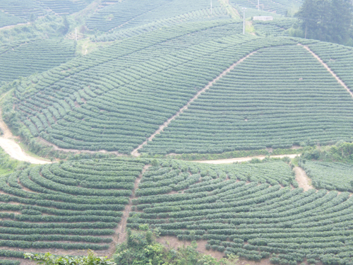 大樟鄉茶園